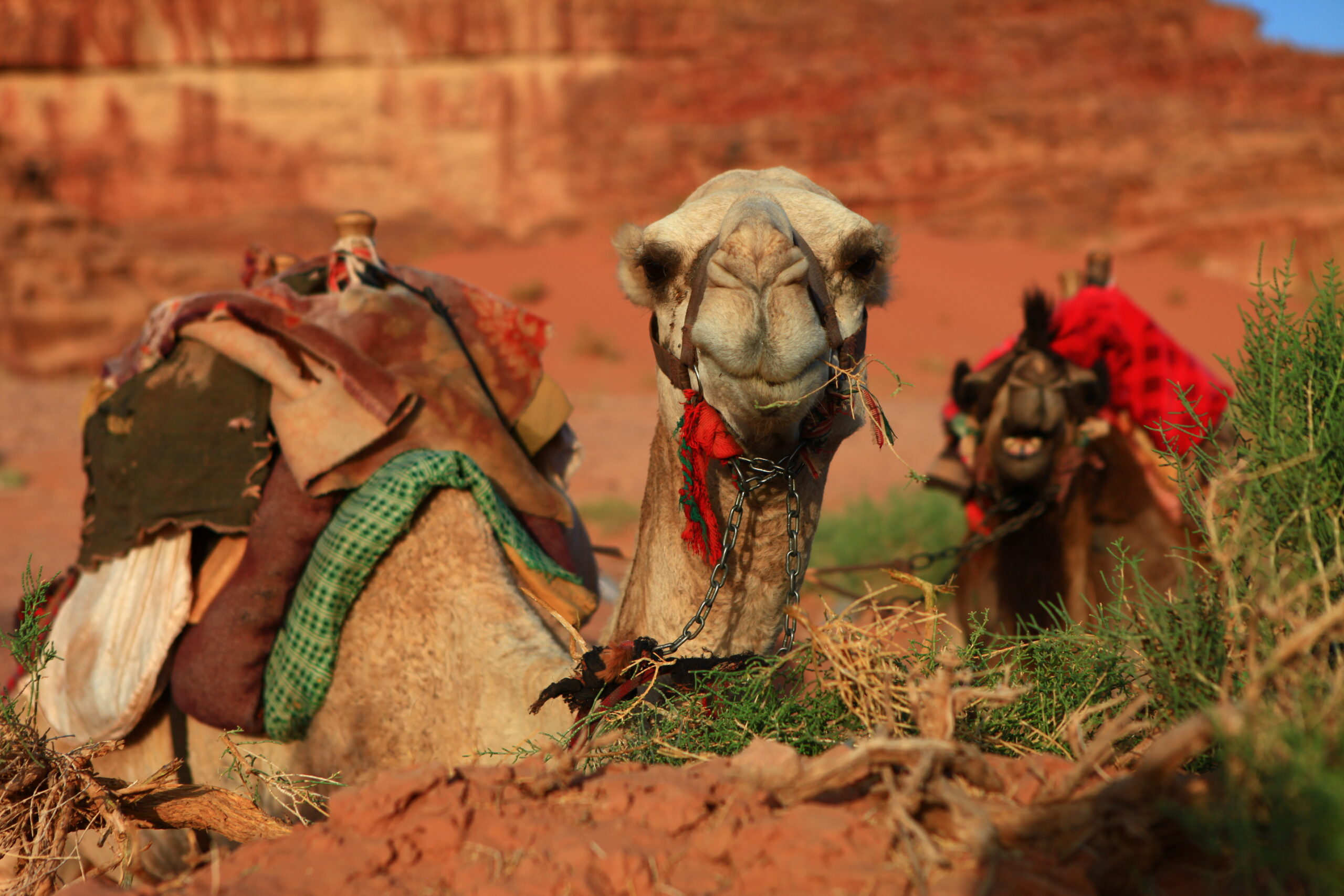 Half Day & One Night - camels Trekking